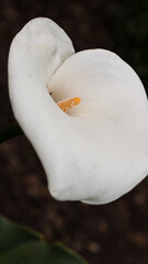 Fototapeta na wymiar Zantedeschia aethiopica flower with blur background