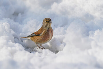 Eurasian Linnet, Linaria cannabina on the snow