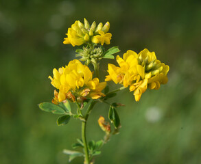 Blossoms of alfalfa sickle (Medicago falcata)