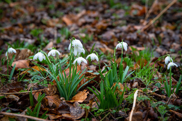 snowdrops in the forest