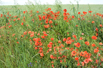 Flowering wild poppy (Papaver rhoeas)
