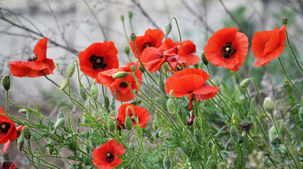 Flowering wild poppy (Papaver rhoeas)