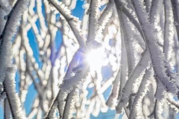 von Eiskristallen bedeckte weiße  Birke vor blauem Himmel im Winter