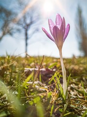 Krokusse - blühende violette Blume als erster Frühlingsbote  