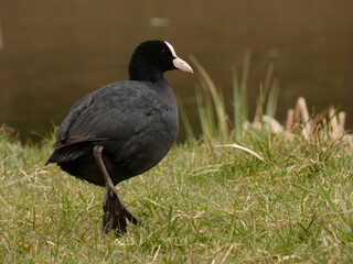 Eurasian coot (Fulica atra) showing her leg, Gdansk, Poland