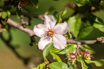 Pink almond blossom on an almond tree. Flowering almonds in the spring garden. Prunus dulcis. 