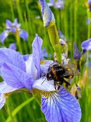 Bumblebee on an iris flower. Spring concept