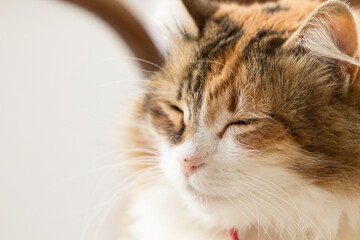 Fototapeta na wymiar Head portrait of a sleepy calico cat with long fur. 