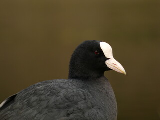 Portrait of eurasian coot (Fulica atra) - black water bird with white frontal shield and red eyes