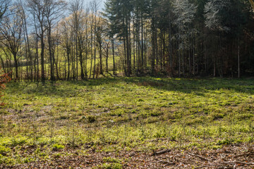 Wiederaufforstung im Mischwald