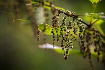 Nettle flowers in detail on a plant.