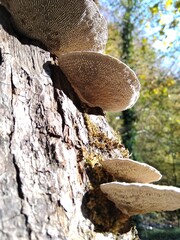 mushroom on a tree