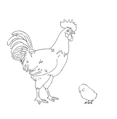 Fototapeta na wymiar 鶏とひよこ-手描きの線画イラスト