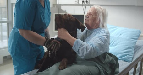 Portrait of senior sick lady sitting in hospital bed and stroking cute dog visiting her with nurse