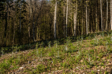 Wiederaufforstung im Mischwald