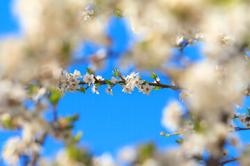 Spring background - flowers of apple tree on the background of a blooming garden, closeup