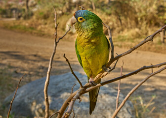 Loro verde pequeño entre ramas haciendo pose de elegancia
