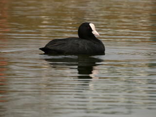 Eurasian coot (Fulica atra) swimming in the pond, Gdansk, Poland