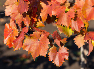 Vineyards in the autumn with red foliage. Winemaking. Macro photography of a leaf covered with dew. Selective focus.