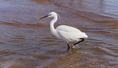 Little egret (Egretta garzetta). The white bird hunts fish in the red Sea.