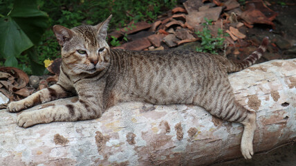 Fototapeta na wymiar A striped brown cat looking while resting on a cut down coconut tree trunk with trunk in focus