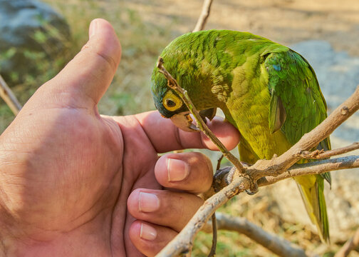 Loro verde peque&ntilde;o entre ramas haciendo pose de elegancia
