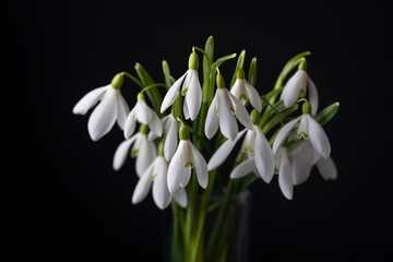 Fototapeta premium Spring snowdrops on black background. Beautiful first spring flower