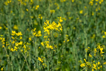 Field of yellow flowers in spring