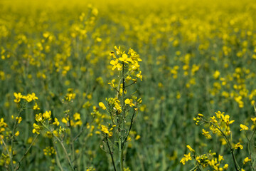 Obraz premium Field of yellow flowers in spring