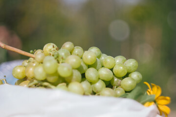 A variety of green (white) grapes 