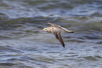 Sandpiper in flight over sea