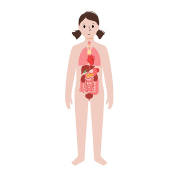 Internal organs in female body