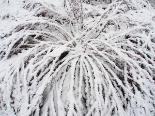Dry grass covered by snow during the day. Winter time.
