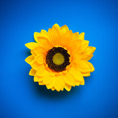 Obraz premium sunflower on blue background