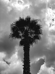 Beautiful silhouette of palm tree and cloudy sky (in black and white)