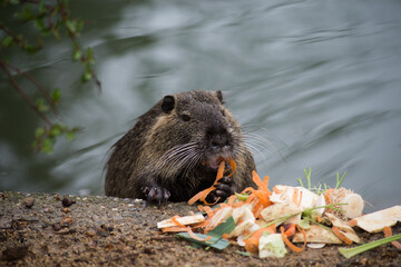Portrait of wild nutria eating carrots in border water