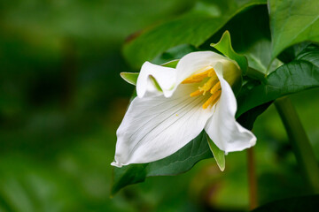 Northwest native trillium wildflower blooming on the forest floor, signs of spring
