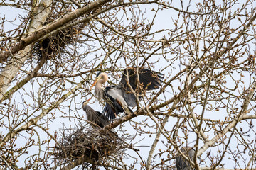 Pair of great blue herons in a courtship ritual in a nesting tree on a sunny afternoon
