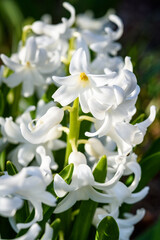 Closeup of a white blooming flower of a fragrant Hyacinth in a spring garden
