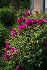 Peony Bush (Paeonia suffruticosa)
