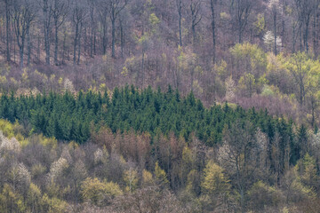 Wiederaufforstung im Mischwald