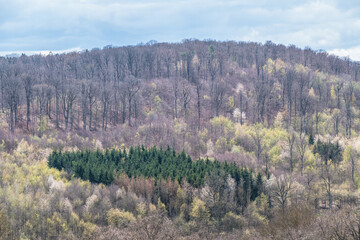 Wiederaufforstung im Mischwald