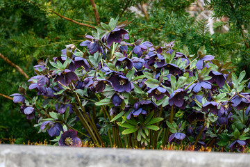 Deep burgundy blooming flowers of a hellebore plant in a spring garden
