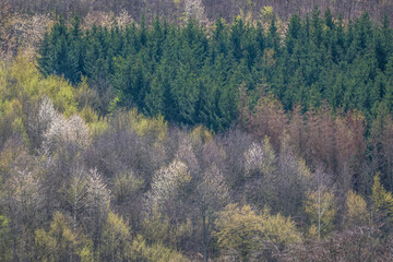 Wiederaufforstung im Mischwald