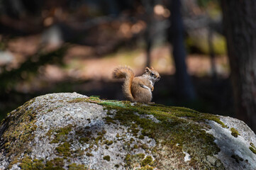Squirrel in the woods on a stone.