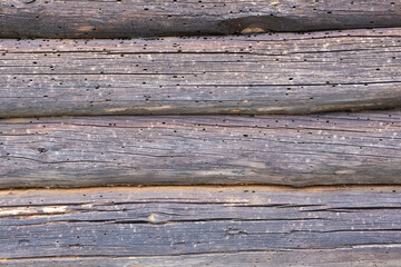 Old weathered wooden logs, eaten by a bark beetle. Wood texture.