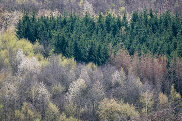 Wiederaufforstung im Mischwald