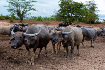 Naklejka na ściany i meble Group of Water buffalo (Thai buffalo) at countryside in Southern of Thailand.