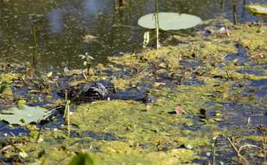 alligator in the water. Head popping out of swamp