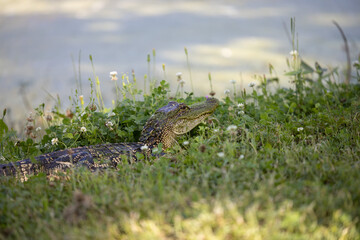 Baby alligator out of water up close with background 